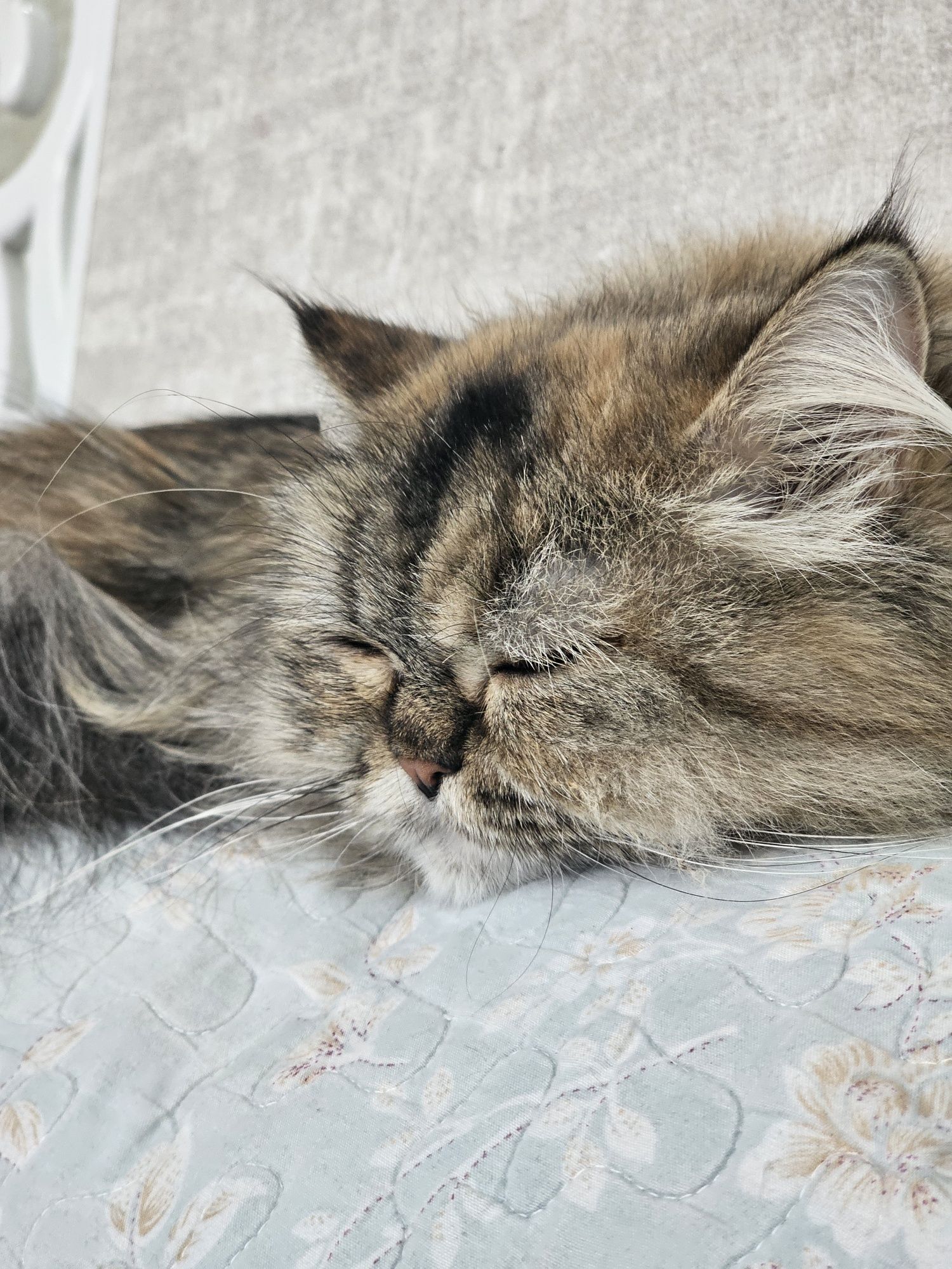 Продам Персидскую кошку 2 года
