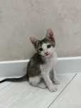 Котенок мальчик 2,5 месяца