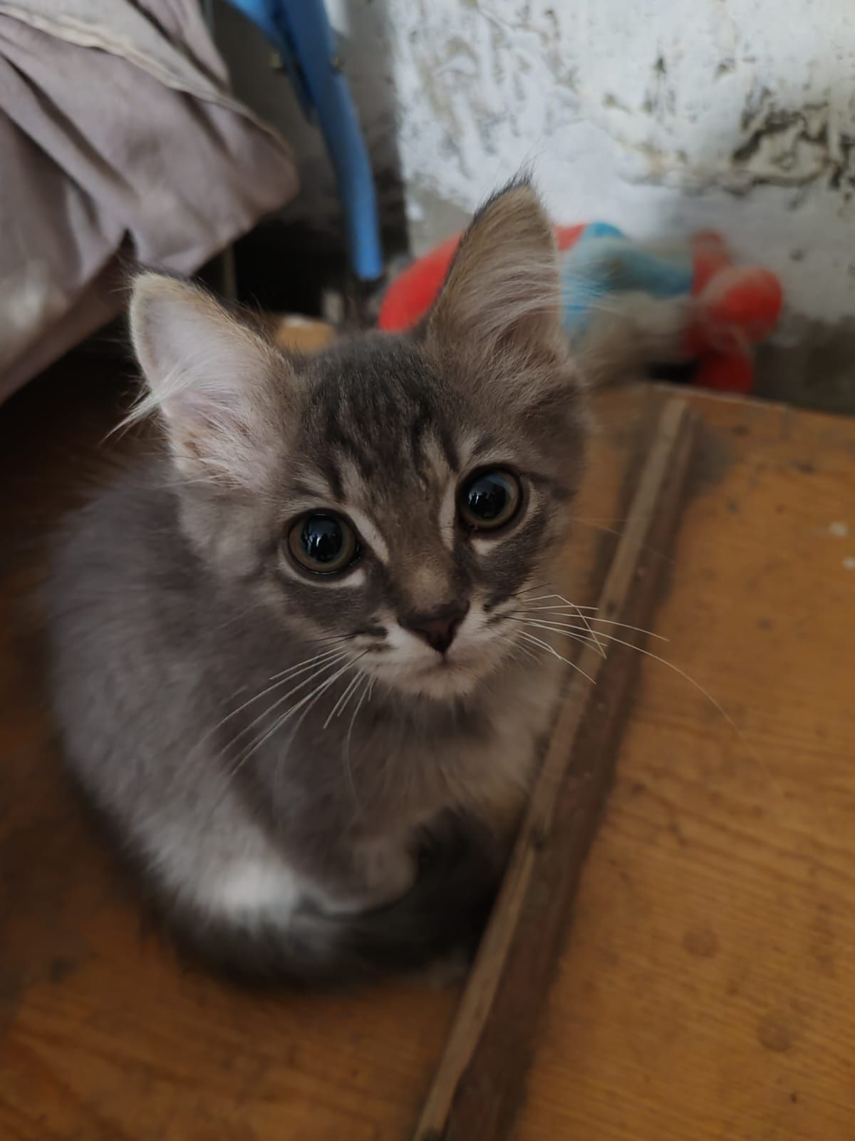 Котятки ищут дом!