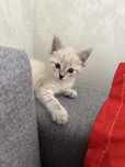 котенок, мальчик