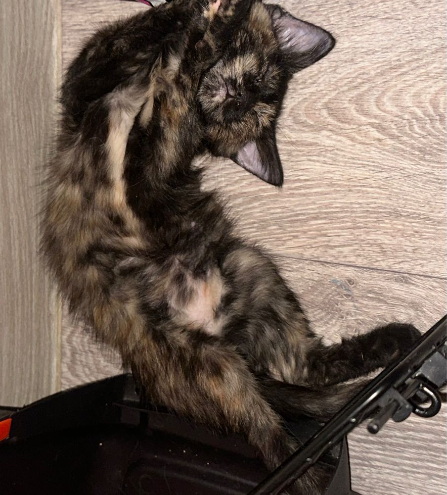 Котенок - девочка, 2 месяца