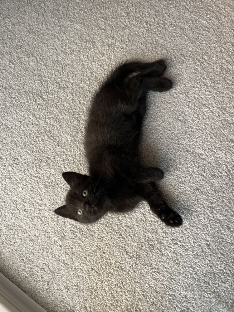 Котенок милый, чисто черный