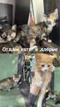 Котята в добрые руки