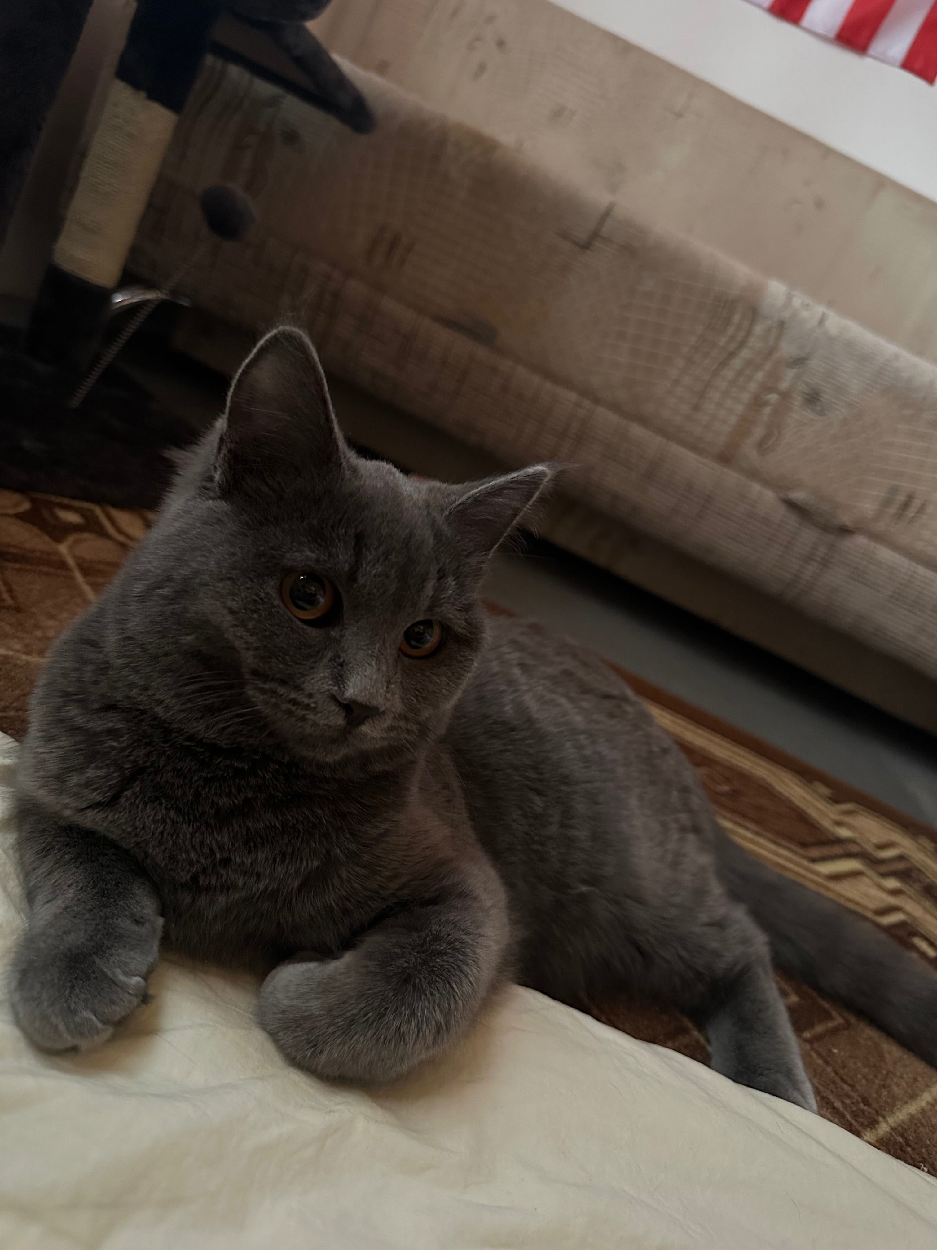Отдам кота и кошку в надежные руки