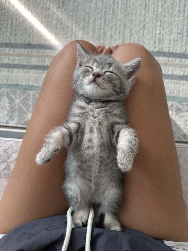 Продается котенок