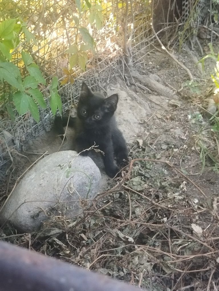 Котят в добрые руки