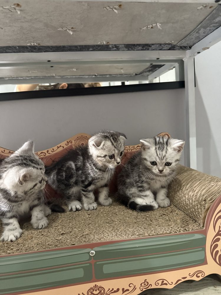 Котята Британки и скотиш фолд