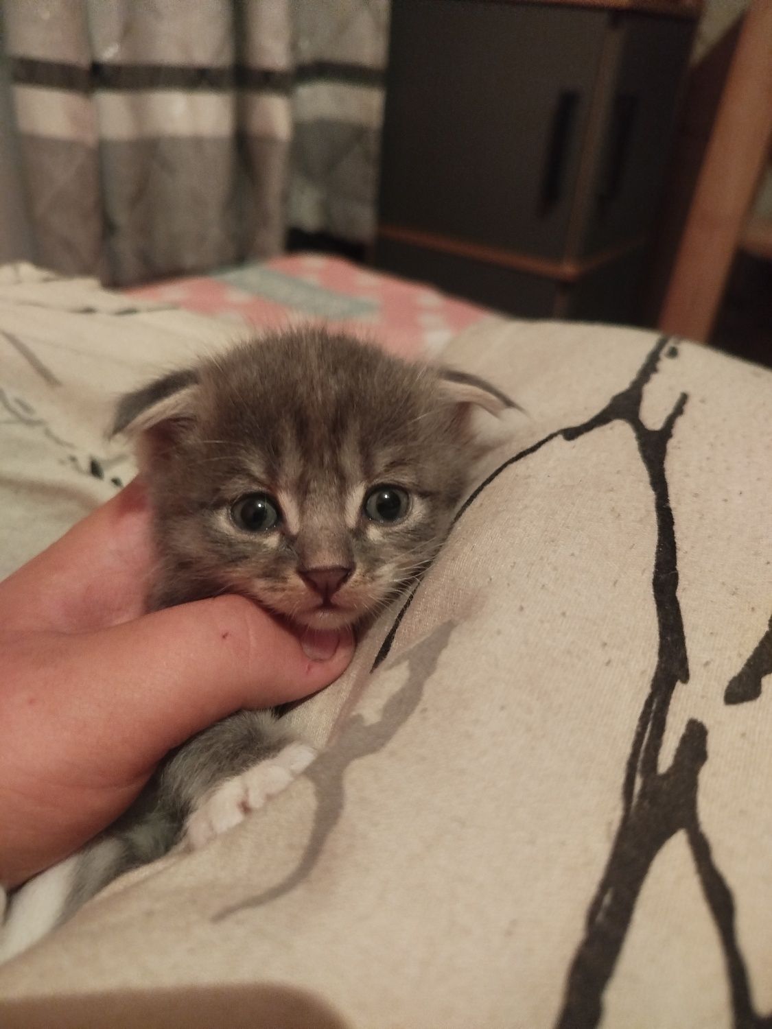 Котята вислоухие