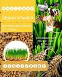 Продам пшеничное зерно