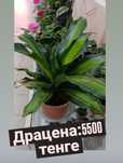Драцена:5500 тенге