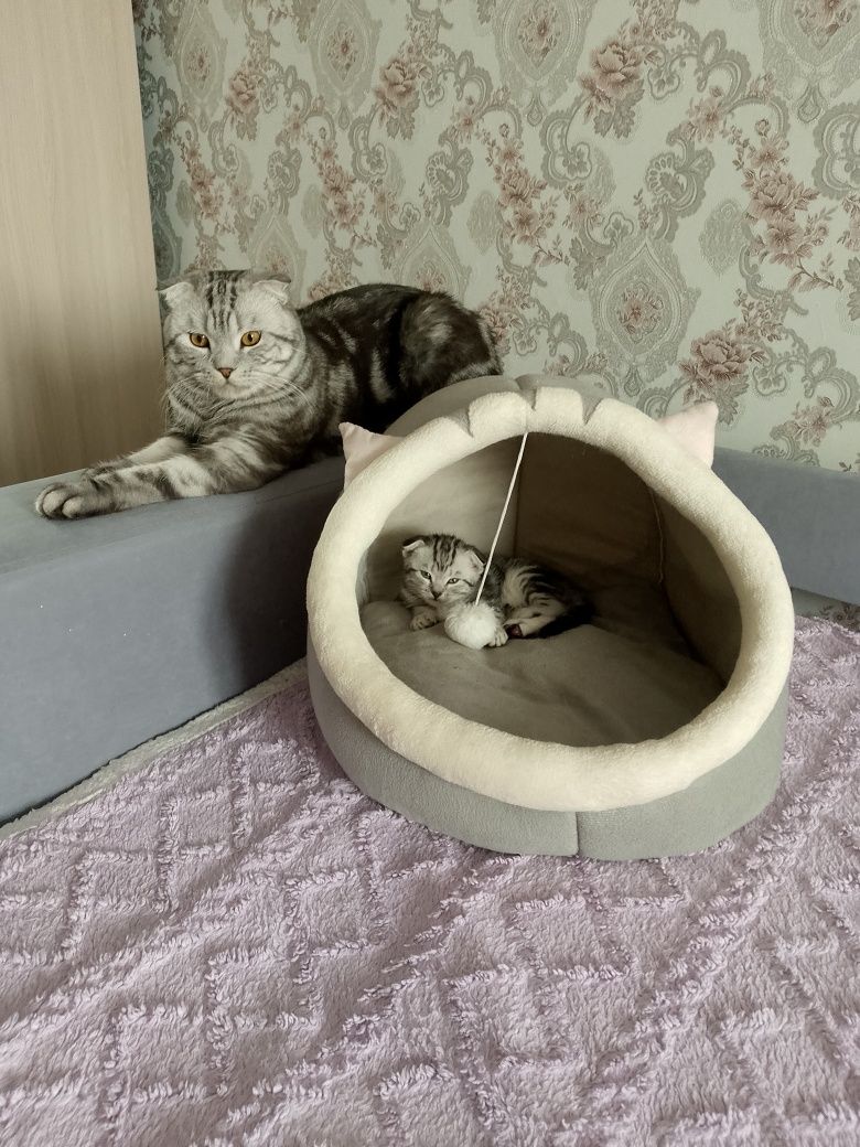 Вязка кота  шотландеца вислоухого