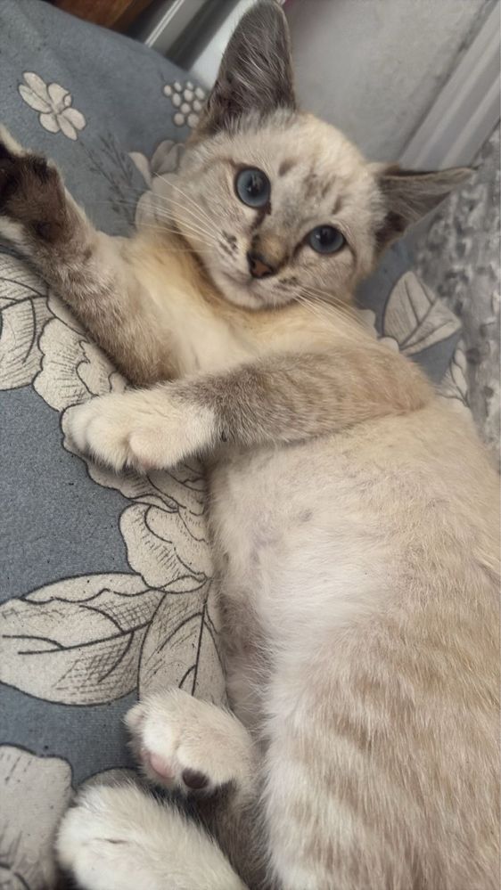Котенок 2 месяца в отвественные руки!