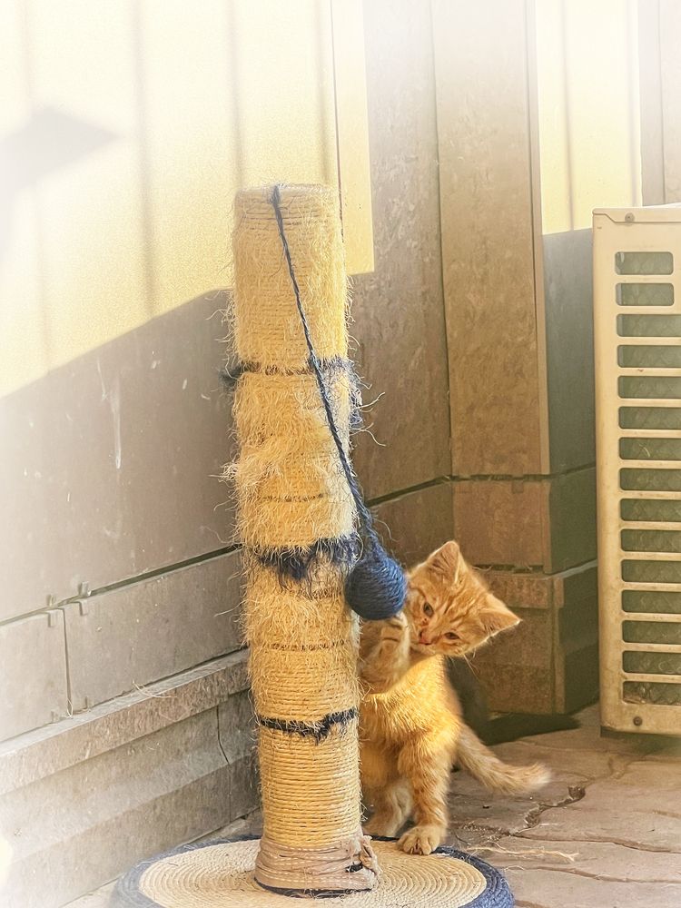 Котенок мальчик 3 месяца в добрые руки