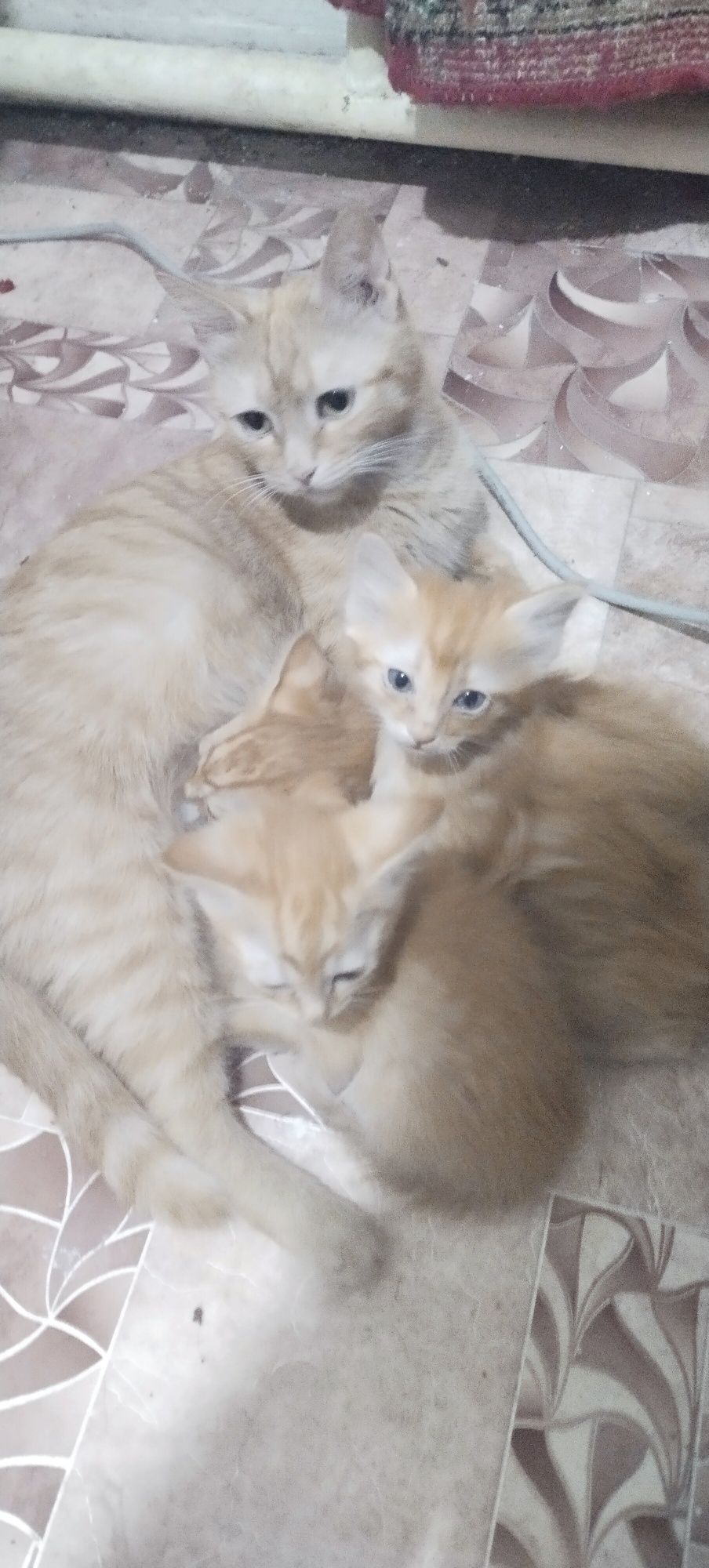 Породистые котята