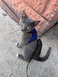 котёнок ищет дом