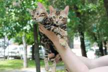 Бенгалы шоу класса