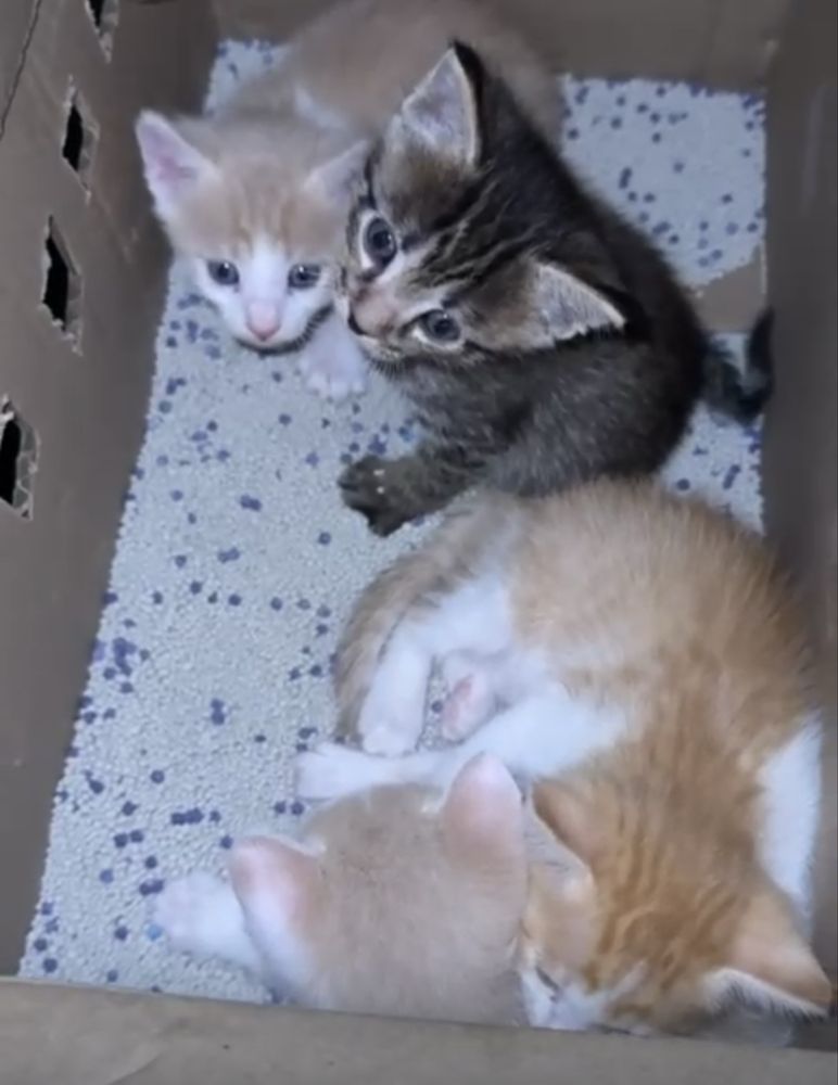 Отдам котят в хорошие руки