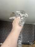 Вислоухий котенок