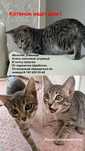 Котенок 3 месяца