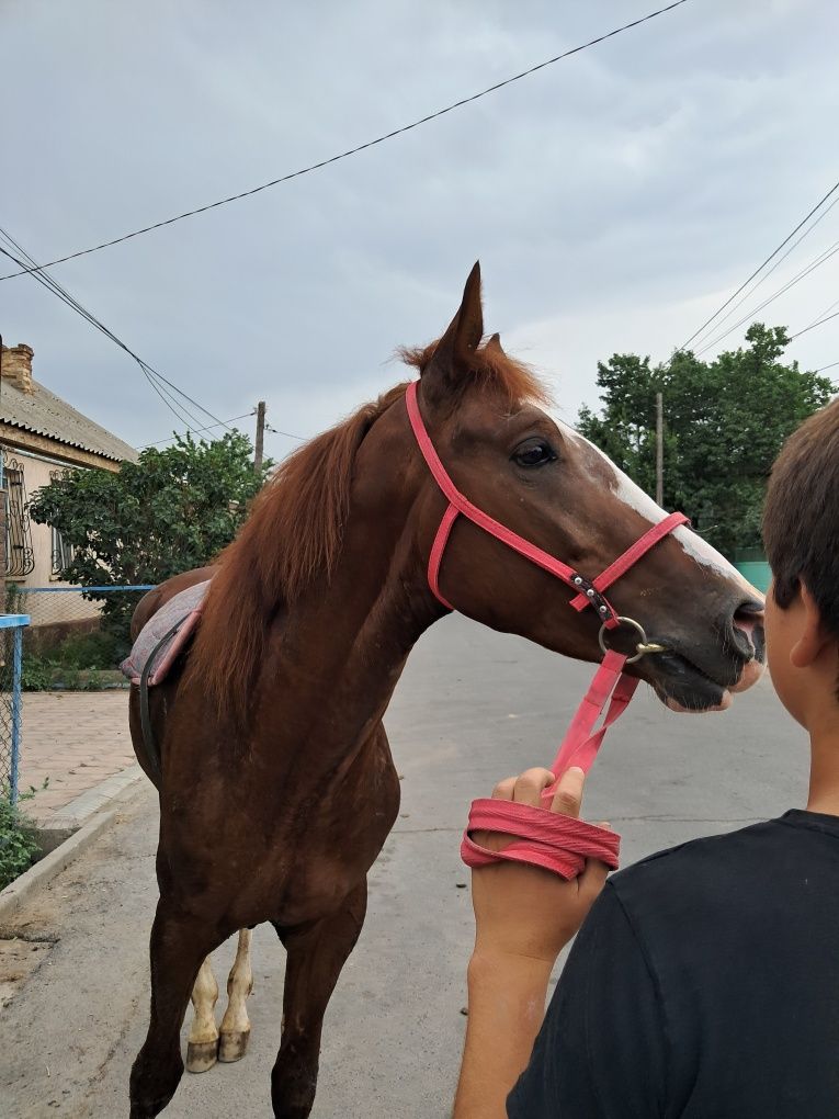 Жылкы Тай 1,5 жас