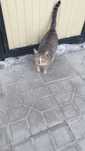 ОТДАМ котят           .
