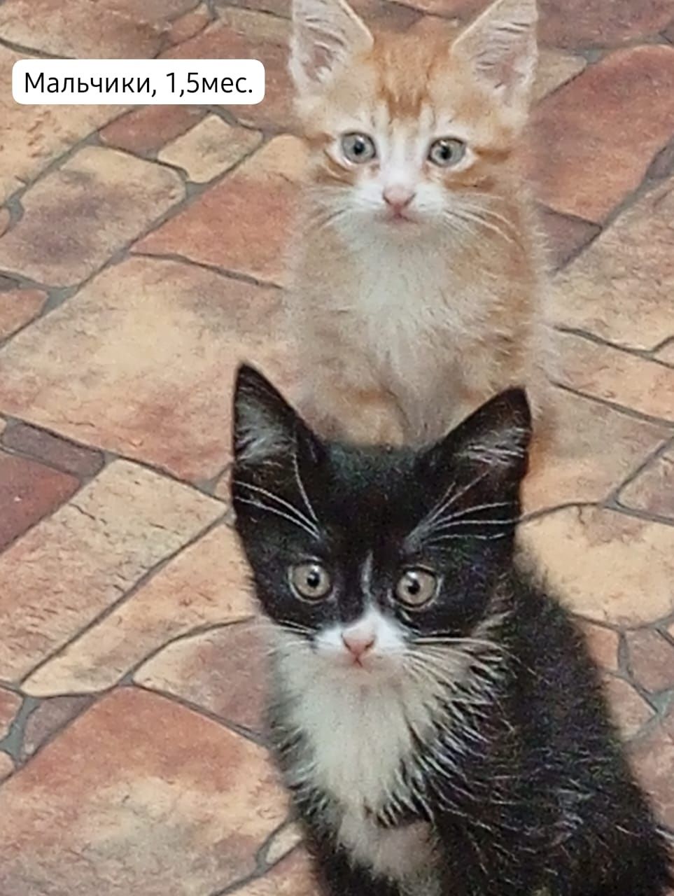 Котята бесплатно