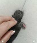 Срочно кормящая кошка доя котенка!