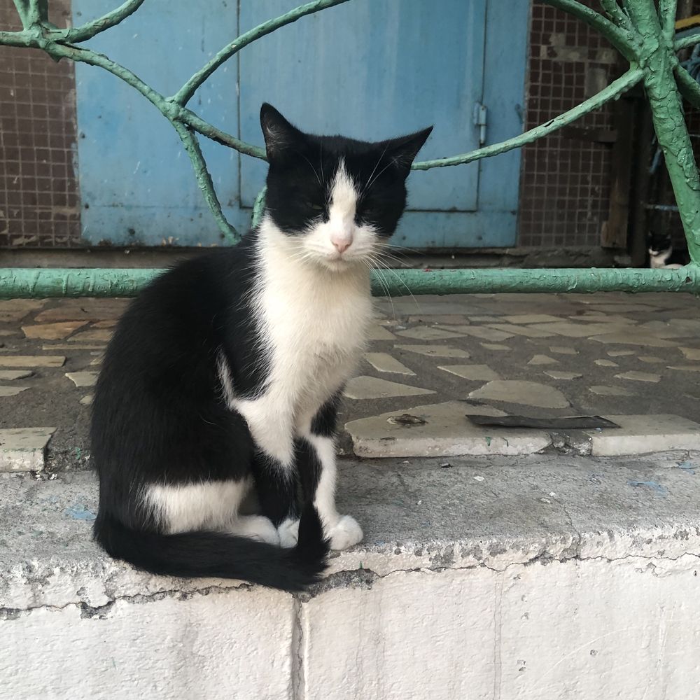 Животные . Кошка .