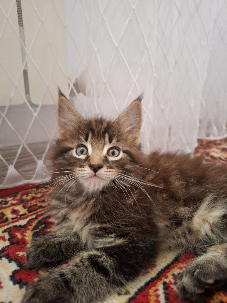 Продам котят породы мейн кун
