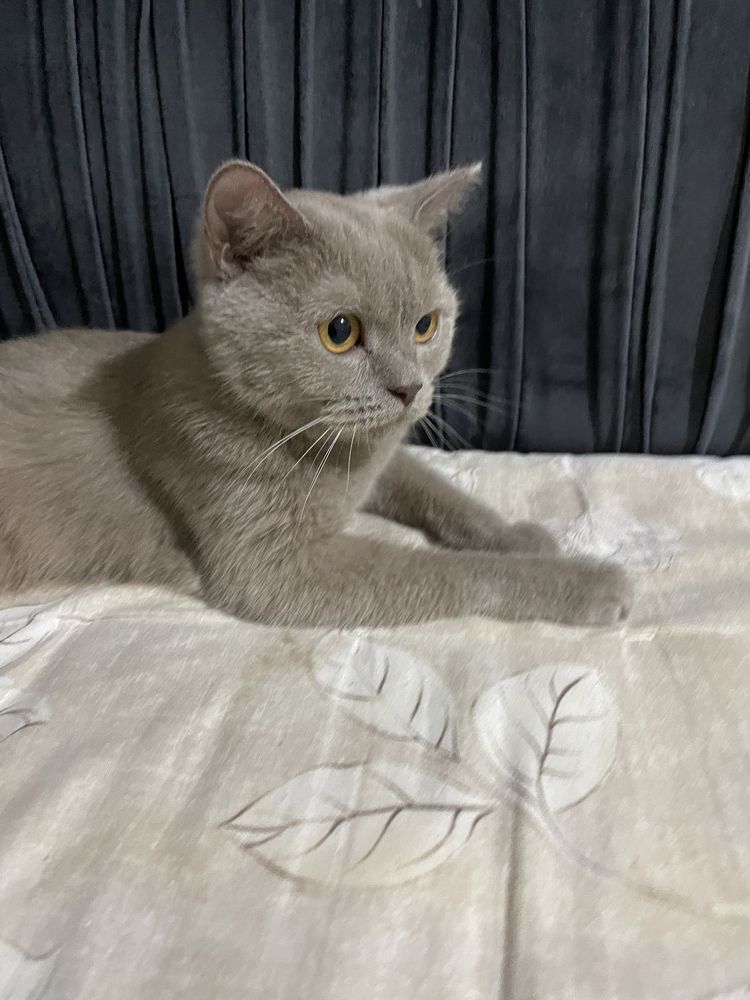 Отдам кошку бесплатно