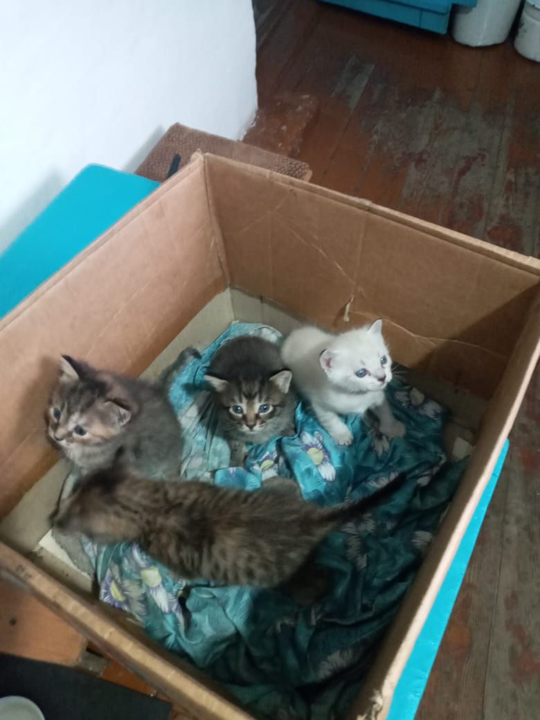 Отдам      котят