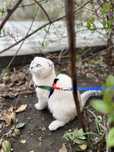 Котенок шотландский с мягким характером