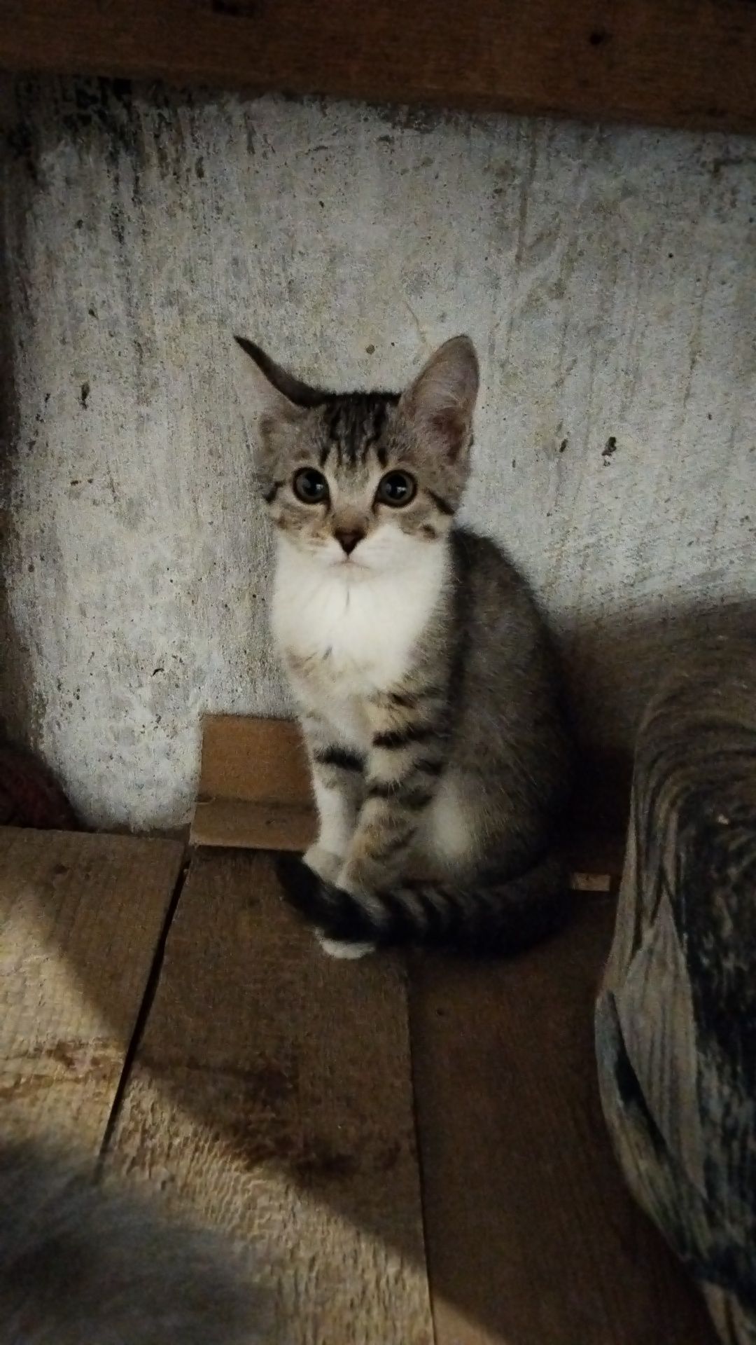 Котятки ищут дом!