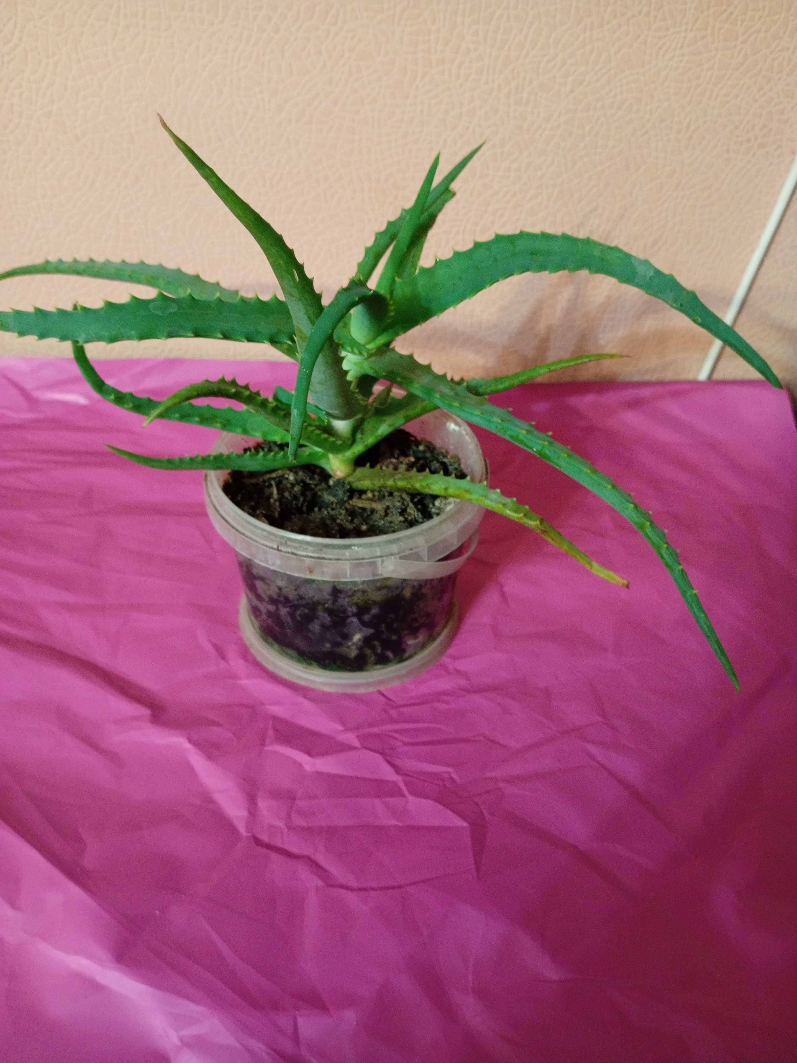 Продам Алое от Бабушки — Более 1 Года, Цена 2000 Тенге!