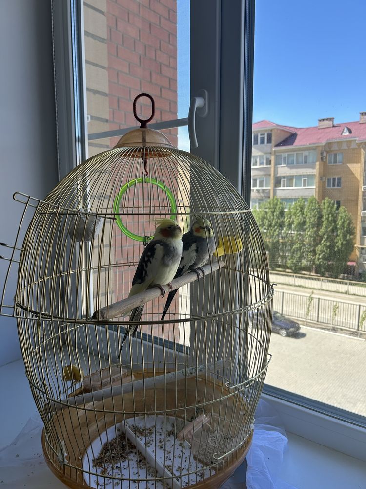 Попугаи кореллы.