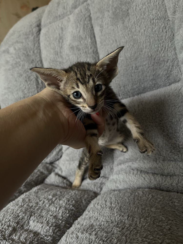Ориентальные котята резерв