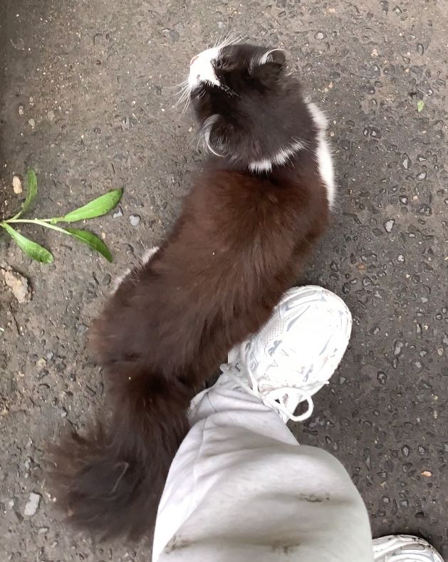 Кошка ищет семью