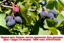 Сочная, спелая и сладкая ирга, собрана вручную.