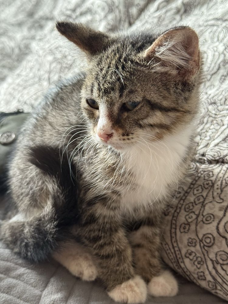 Отдам котенка  в хорошие руки