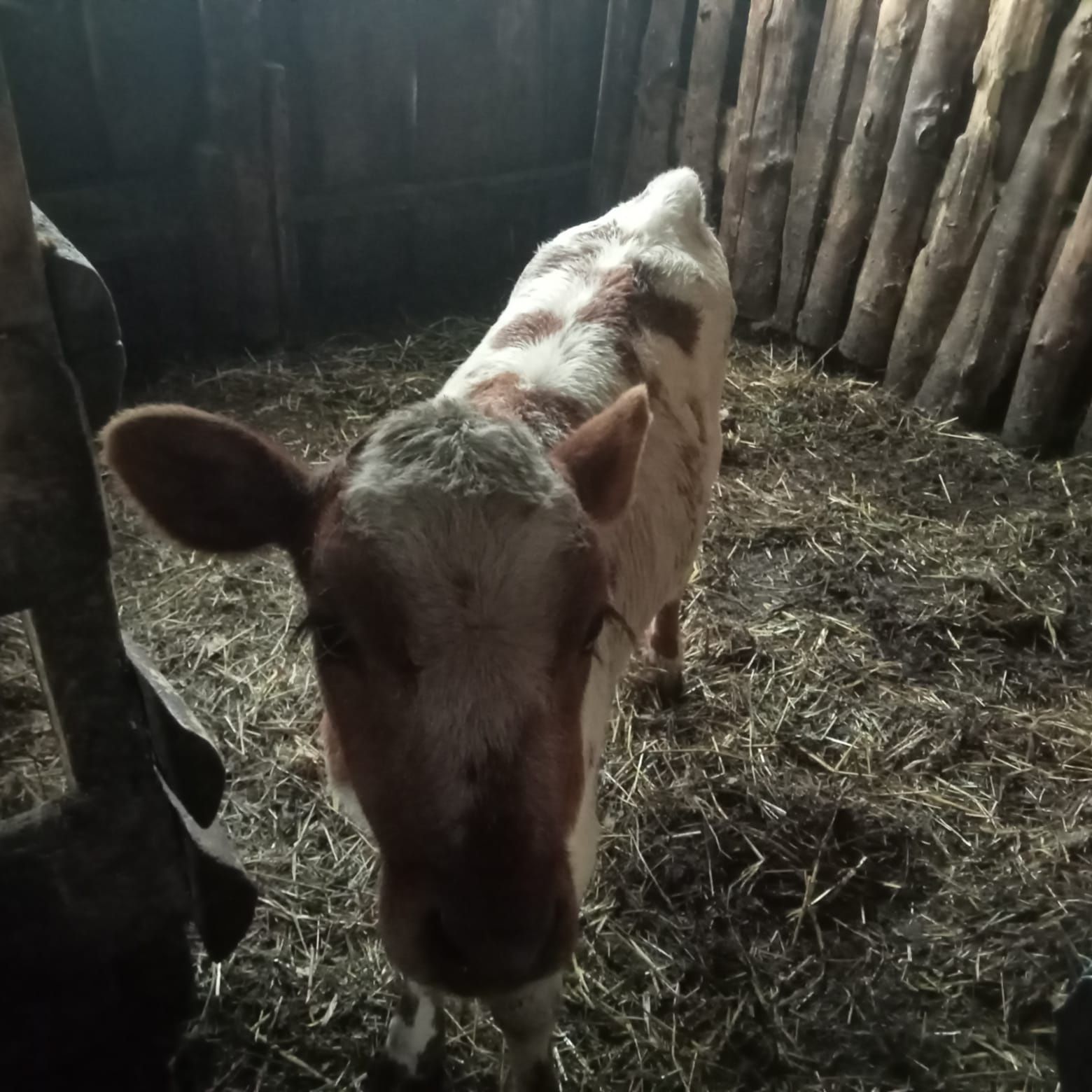 Продам корову с теленком