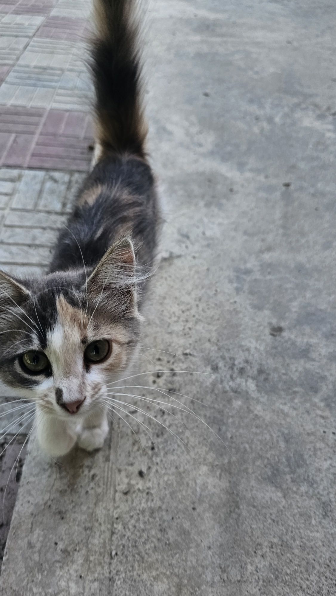 Отдам бесплатно котят
