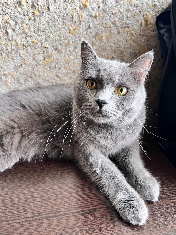 Кошка отдадим в добрые руки