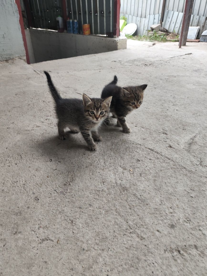 Отдам даром котят домашних.