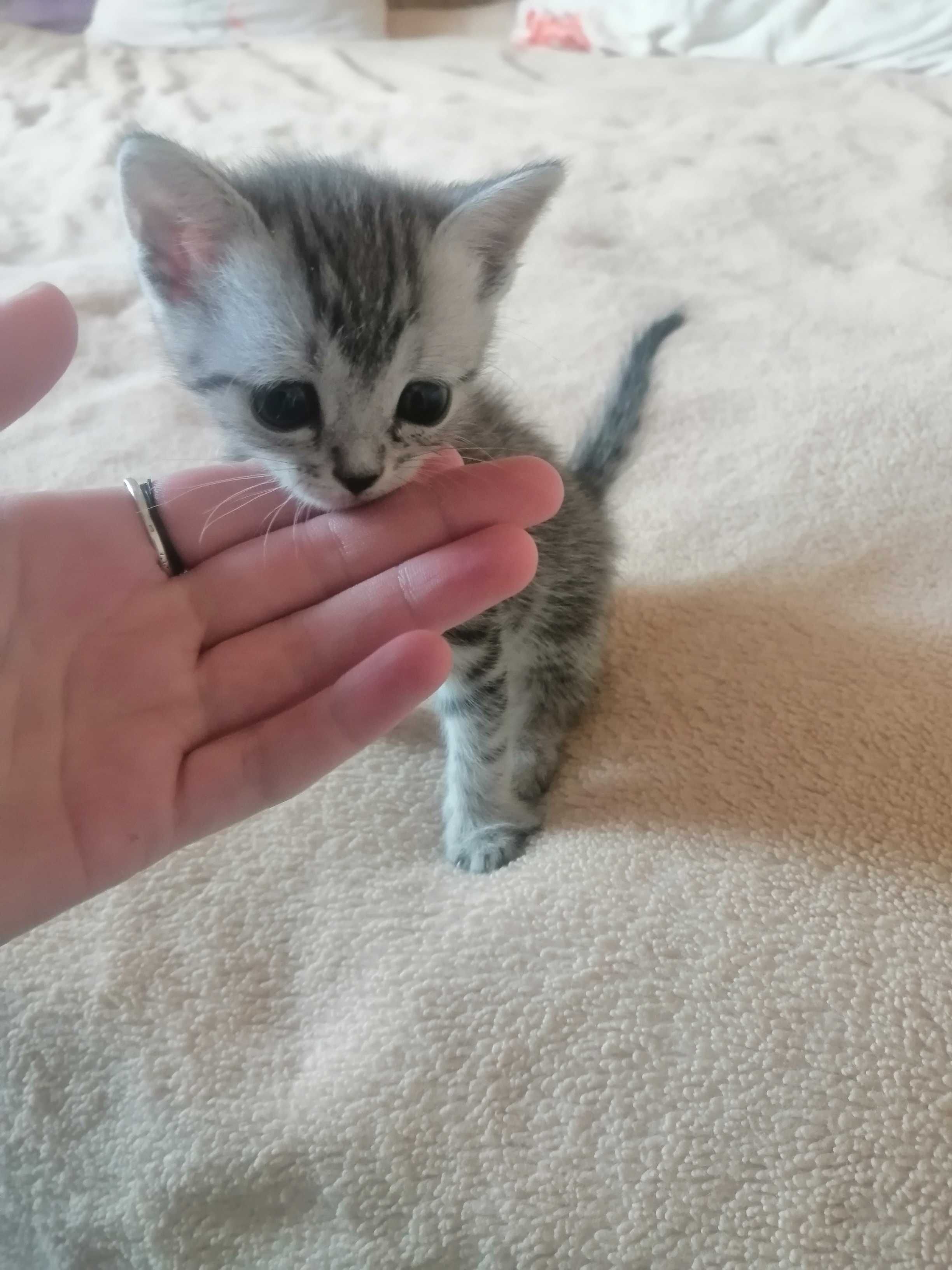 Отдам котят  в добрые руки