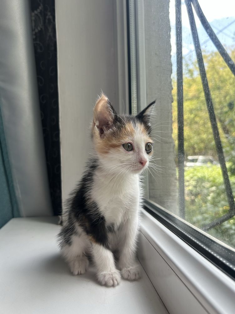 Котята. Кошечка 1.5 месяча. Девочка.