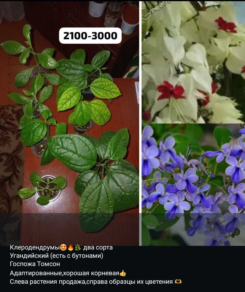 Комнатные цветы и отростки