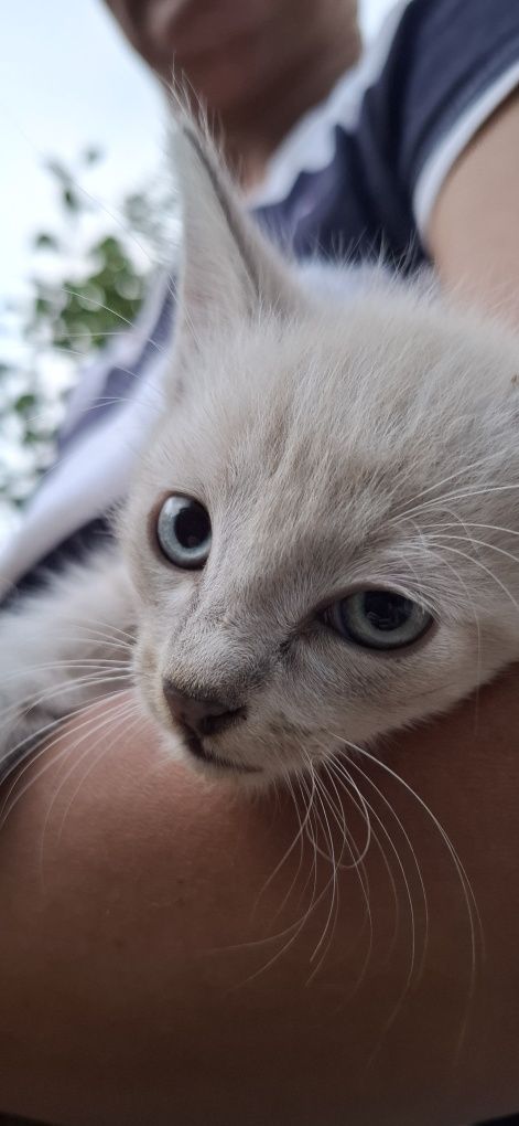 Котята в хорошие руки