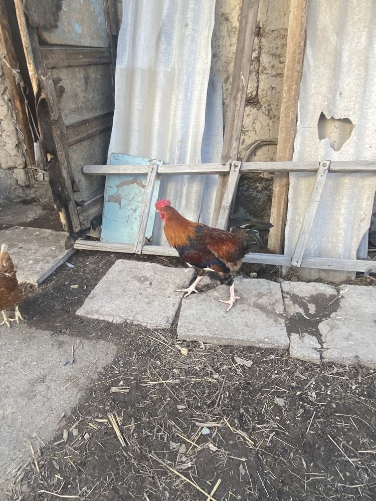 продам петухов зрелых