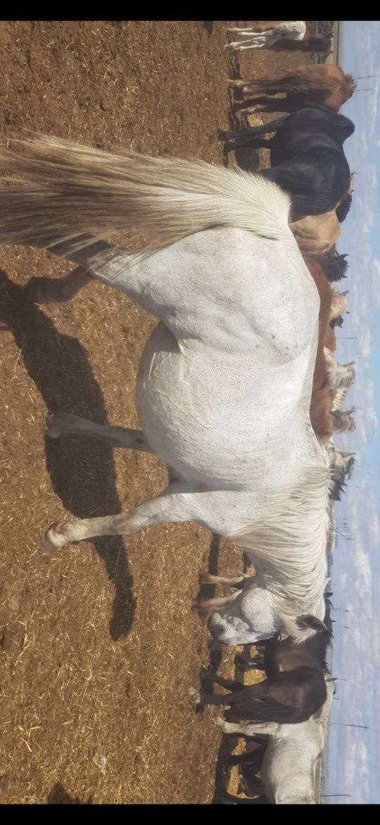продам 1 кобыла с жеребенком, 1 кобыла без жеребьёвка.