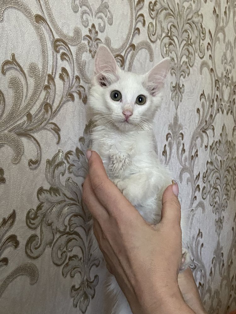 Отдам кошечку в добрые руки!